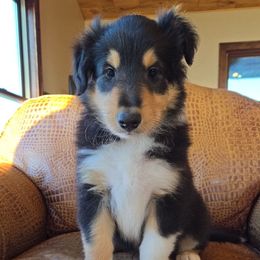 Grey - Black white and tan male Collie puppy in Edgar, Wisconsin from Pond View Collies