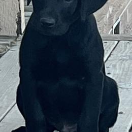 Boy 5 - Black male Labrador Retriever puppy in Oakdale, California from Peak Labrador Retrievers
