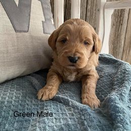 Goldendoodle Puppies from Jozlyn’s Pups