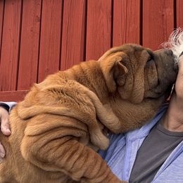 Chinese Shar-Pei from CarPeiDiem Chinese Shar-Pei