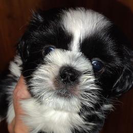 Dallas - Black and white male Shih Tzu puppy in Palmyra, New York from Karen's Tzus of Palmyra-Macedon