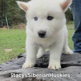 Boylen - White male Siberian Husky puppy in Savannah, Georgia from Stacy's Siberian Huskies