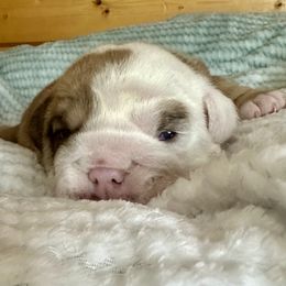 Triton - Chocolate tri-color male Bulldog puppy in Fort White, Florida from Bullgodz English Bulldogs