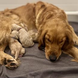 Golden Retriever puppies from Upper Park Goldens
