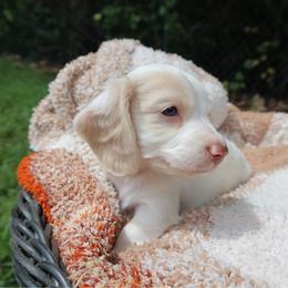 Chai - Piebald female Dachshund puppy in Hawthorne, Florida from Circle M Dachshunds