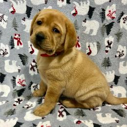 Red - Yellow female Labrador Retriever puppy in Iowa City, Iowa from Country Road Acres