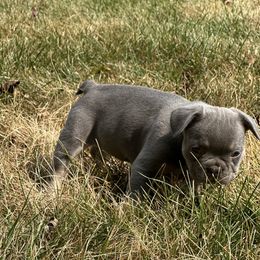 French Bulldog Puppies from Christie's Frenchies