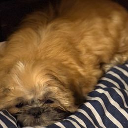 Shih Tzu Puppies from Shih-tzu Dynasty