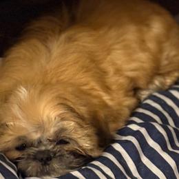 Shih Tzu Puppies from Shih-tzu Dynasty