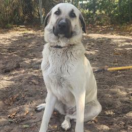 Sophie - Fawn female Anatolian Shepherd Dog puppy in Drop Off To You, Florida from Florida Anatolian Shepherds