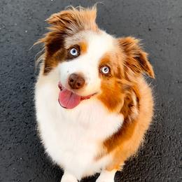 Ruby2 - Toy Australian Shepherd