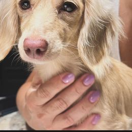 Lily - Dachshund