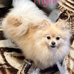 Fhyire - Pomeranian