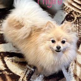 Fhyire - Pomeranian