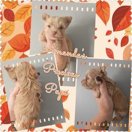 Boy1 - Gold male Yorkshire Terrier puppy in Wartburg, Tennessee from Amanda's Precious Pups