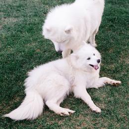 Samoyed All Grown Up from Mountain Legacy Samoyeds