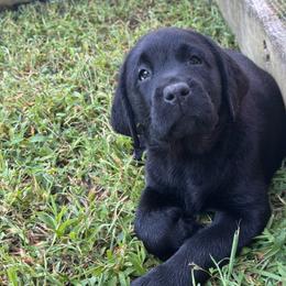 Blue - Black male Labrador Retriever puppy in Beaverdam, Virginia from Riverside Sunset Labrador Retrievers