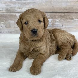 Honey - Apricot female Goldendoodle puppy in Millersburg, Ohio from Ohio Puppy Paws