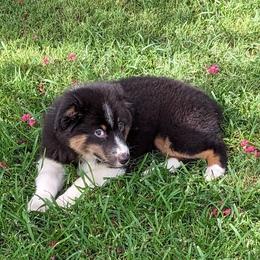 "Hera 9 Weeks" Australian Shepherd Puppies from Firelight Australian Shepherds