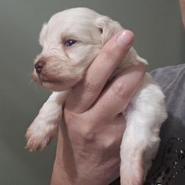 Libby - Wheaten female Miniature Schnauzer puppy in Hickory, North Carolina from Selene's Schnauzers