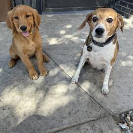 Golden Retriever Puppies from Arizona Dream Goldens