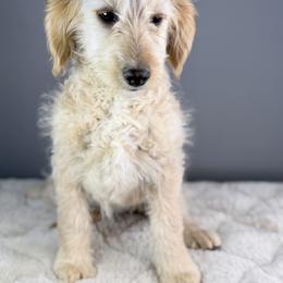 Poppy - Red  female Goldendoodle puppy in Caldwell, Idaho from Boise Doodle Co.
