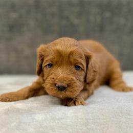 Supergirl - Caramel female Australian Labradoodle puppy in Calhoun, Louisiana from Arrowhead Australian Labradoodles