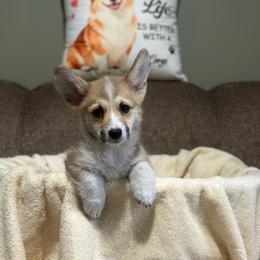 Chester - Sable male Pembroke Welsh Corgi puppy in Urbana, Ohio from Edgewood Farm and Kennel
