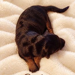 Solenne - Black and red female German Shepherd puppy in Vintondale, Pennsylvania from Causey's Critters