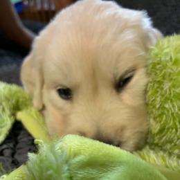 Roxi - Light golden female Golden Retriever puppy in Phoenix, Arizona from Ashrose Kennels