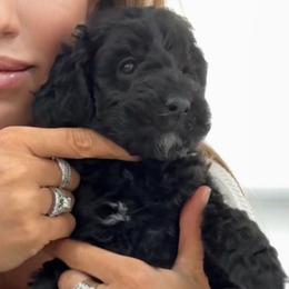 Black Male - Black male Goldendoodle puppy in Clarksville, Tennessee from Tennessee Goldendoodles, since 2014