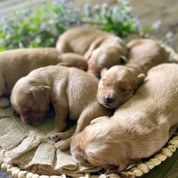 Girl 2 - Golden female Golden Retriever puppy in Buffalo, Missouri from Thrasher Family Puppies