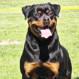 Rottweilers from Von Schwarze Karte Rottweilers