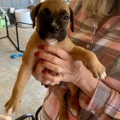Boxer Puppies from Blueberry Hill Boxers