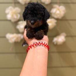 Macadamia - Phantom female Bernedoodle puppy in Ocala, Florida from Bernedoodles of Florida