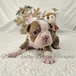 Toffee - Red male Boston Terrier puppy in Mulberry, Arkansas from White Valley Boston Terriers