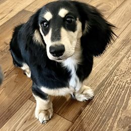 Dachshund Puppies from Mr. Wieners Dachshunds and roxiesdoxies