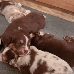 Australian Shepherd Puppies from AW Standard Aussies