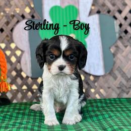 Sterling - Tri-color male Cavalier King Charles Spaniel puppy in North Smithfield, Rhode Island from Thundermist Cavaliers