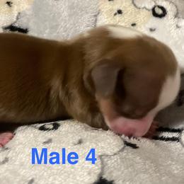 Oliver - Piebald male Dachshund puppy in Petersburg, Virginia from Wiggle Waddle Dachshunds