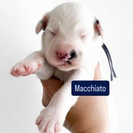 Macchiato - LUA long coat - White and black male Dalmatian puppy in Davenport, Florida from Sunny Jewels Dalmatians