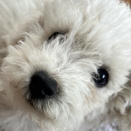 Chihuahuas and Poodles from PNW PAWS