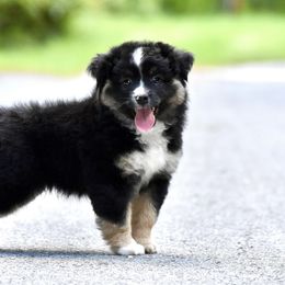 Miniature American Shepherd and Miniature Australian Shepherd Puppies from MarvelMAS Miniature American Shepherds