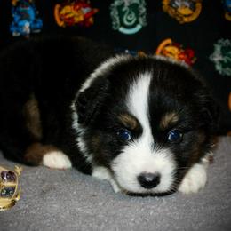 Tootsie pop - Black tri female Miniature Australian Shepherd puppy in El Dorado Springs, Missouri from HP Aussie Kennels