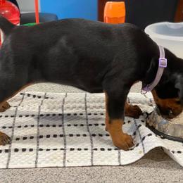 Doberman Pinscher Puppies from Jensen Dobermans