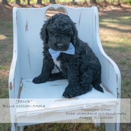 Jacob blue collar - Black male Goldendoodle puppy in Lexington, North Carolina from Deborah’s Doodles