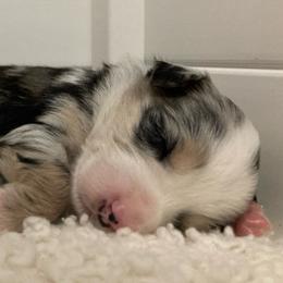 Miniature Australian Shepherd Puppies from Blue Skye's Miniature Australian Shepherds