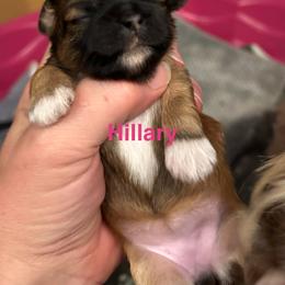 Hillary - Red gold female Lhasa Apso puppy in Snover, Michigan from Lhasa Fur Life