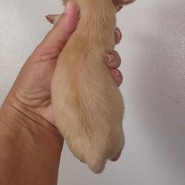 Phoebe - Cream female Dachshund puppy in El Paso, Texas from Mells Weenies