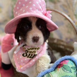 Annie - Liver and white female English Springer Spaniel puppy in Cookeville, Tennessee from AVE Springer Spaniels